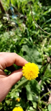yellow dream