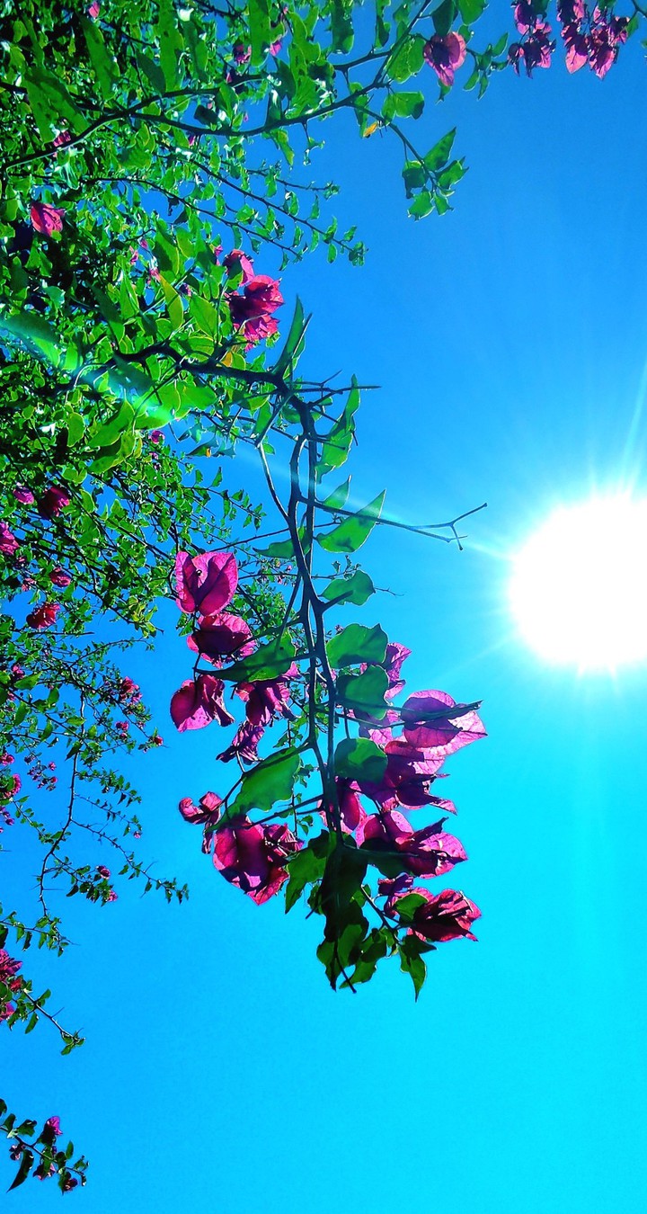 Sunny day