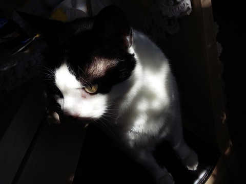 shades of light