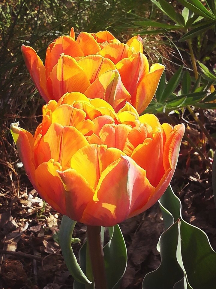 Spring flowers