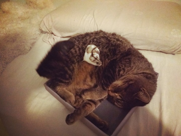 hamster & Cat