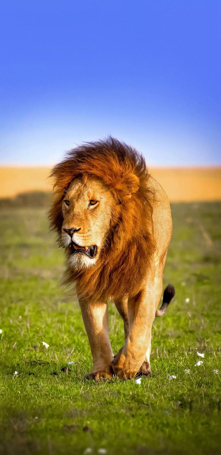 king lion