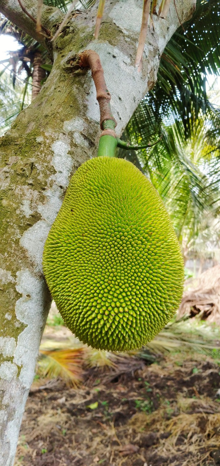 nature