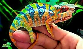 COLOR CHAMELEON