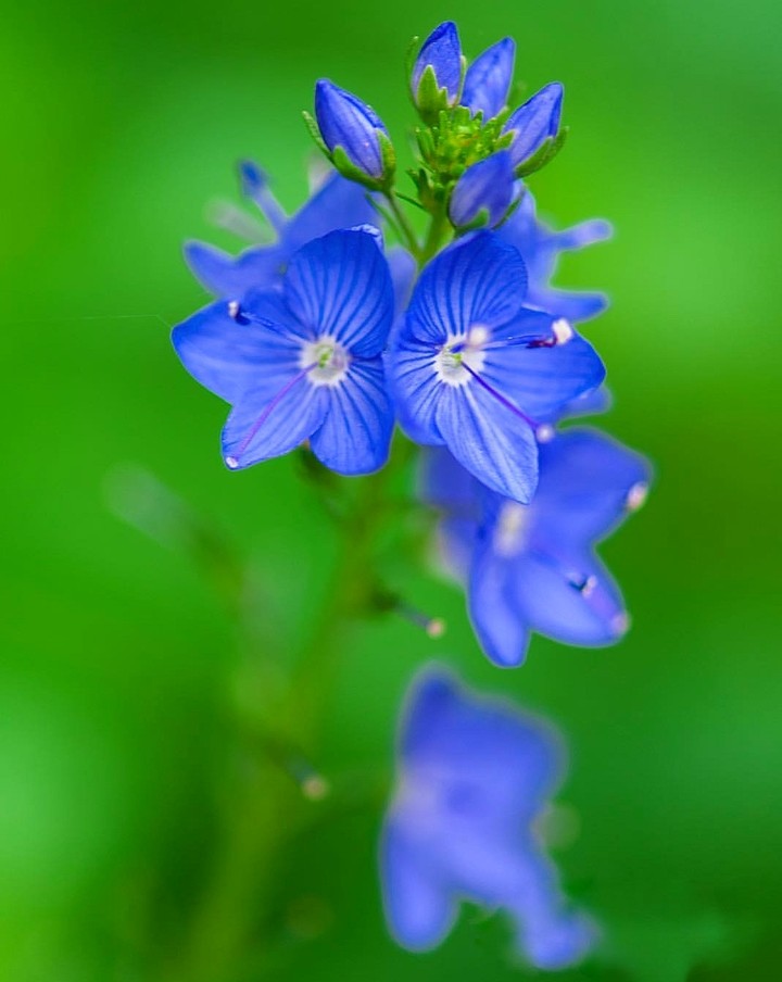 veronica