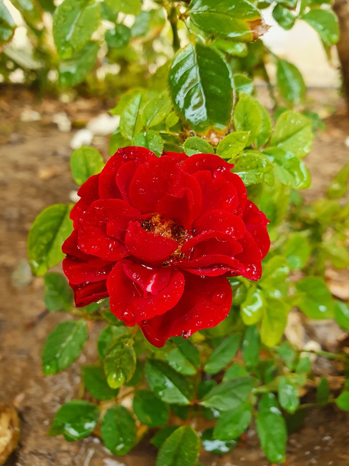 beautiful ?