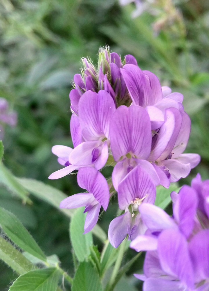 Violet flower