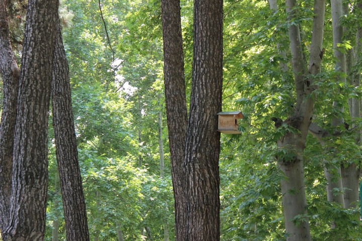 tree bird