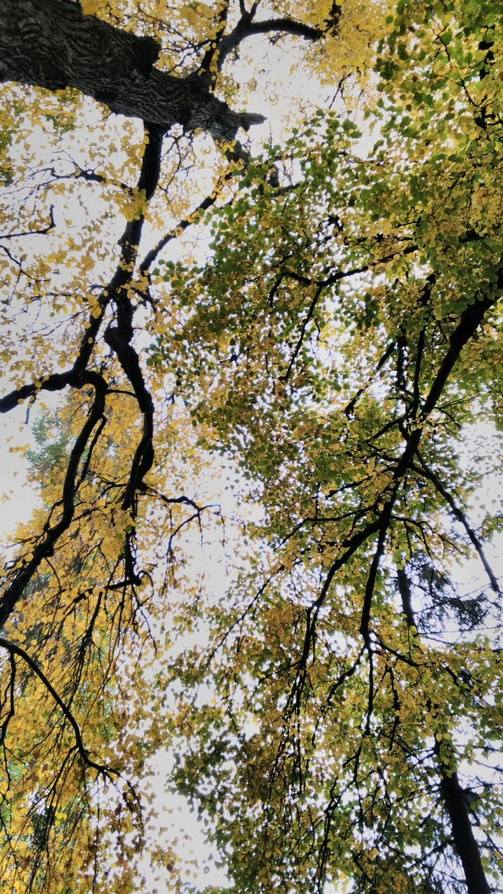 autumn trees