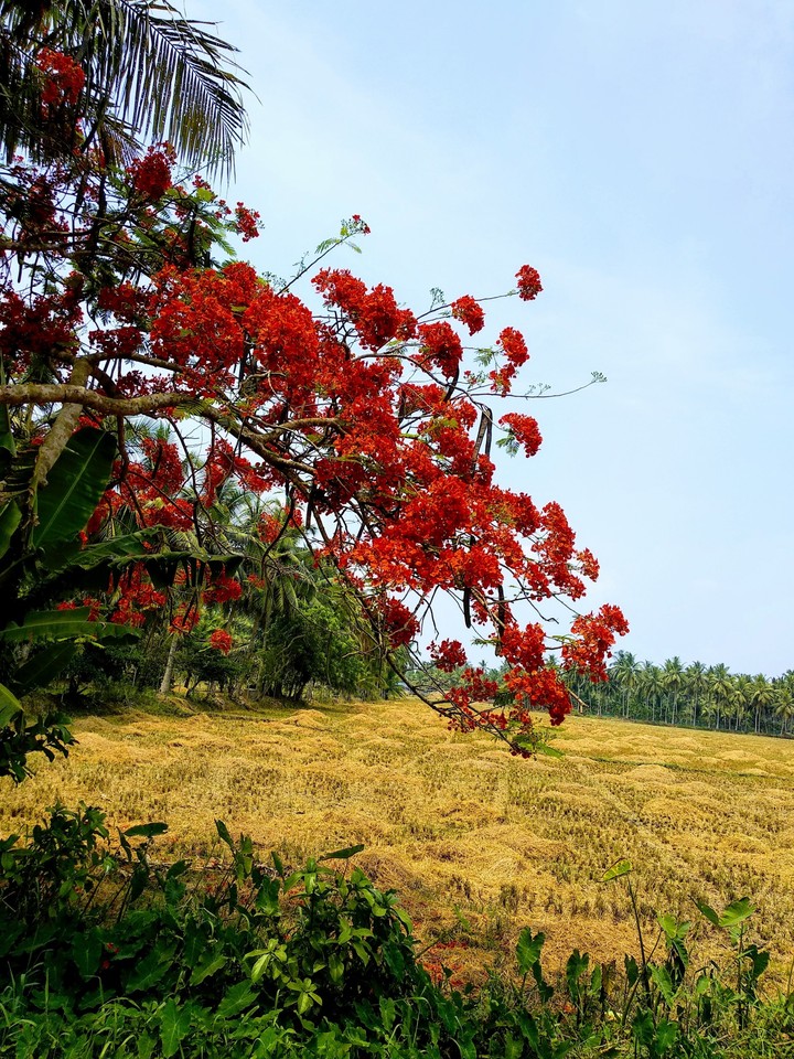 flowers