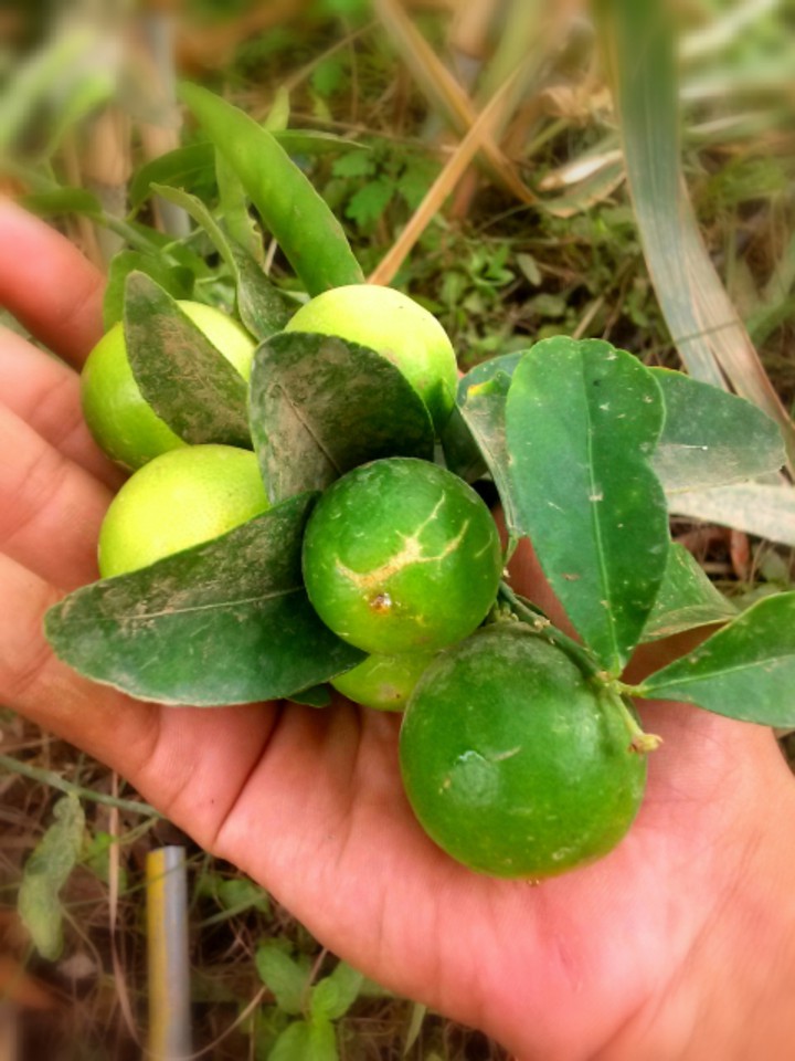 lemons