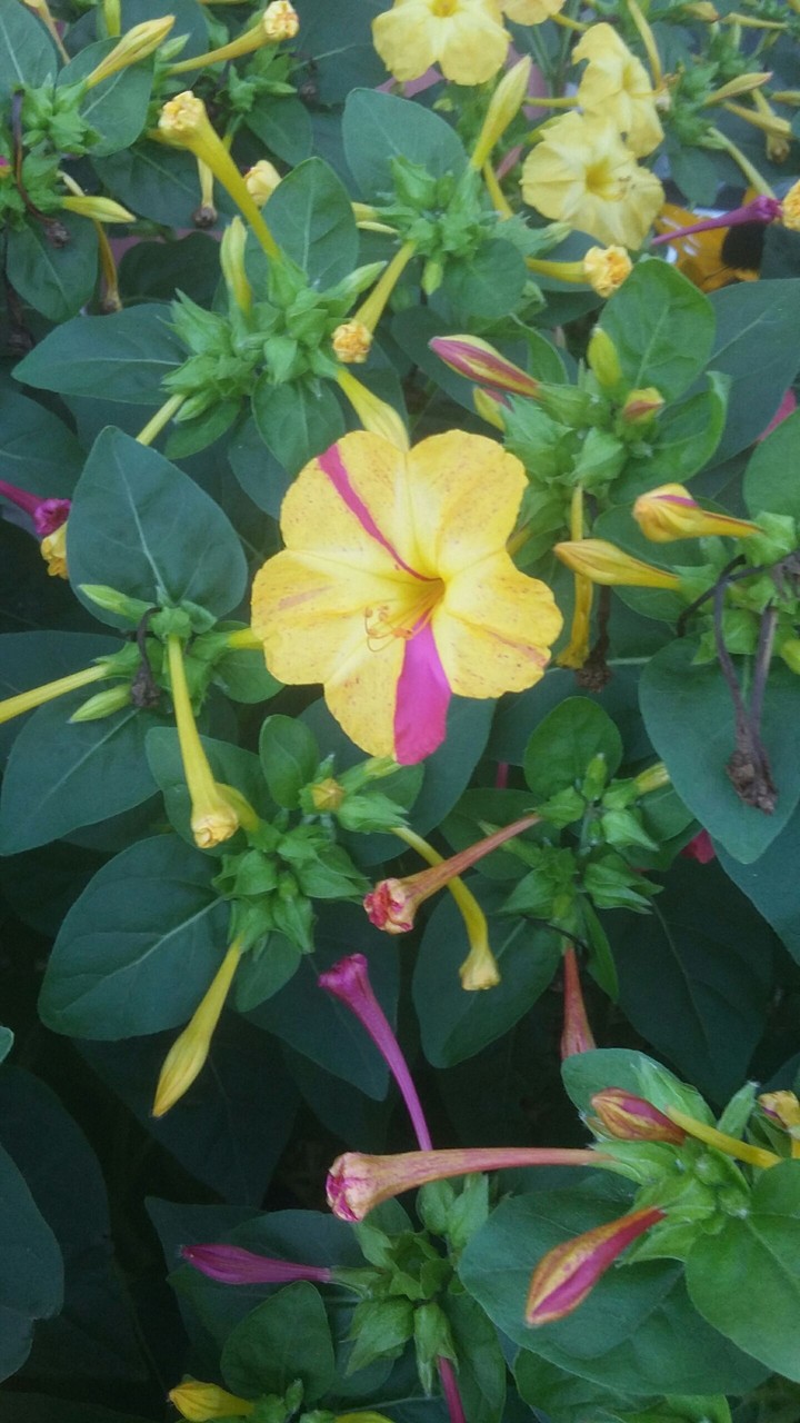 some yellow and pink
