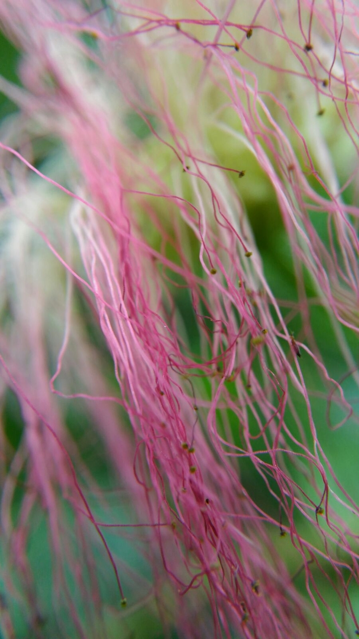 fleurs sauvages