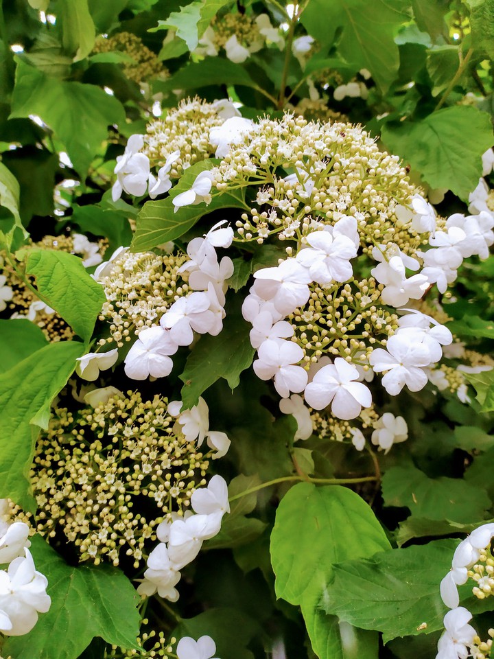 blossom
