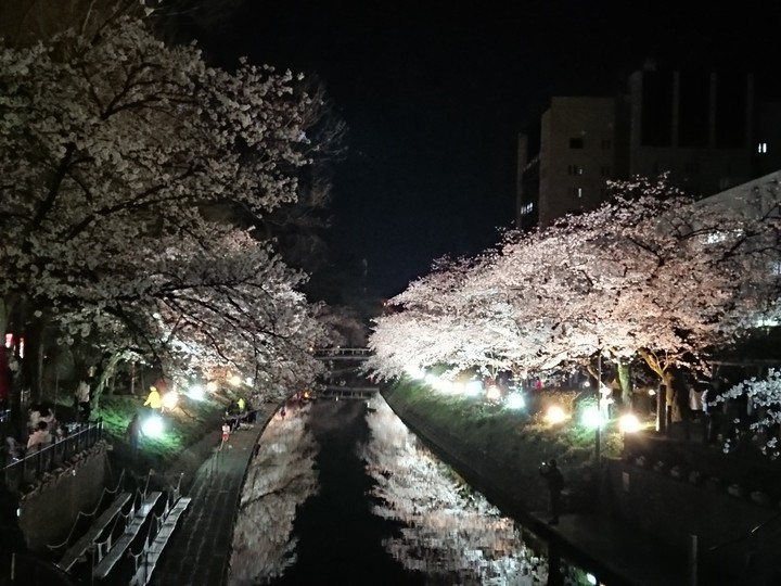 夜桜