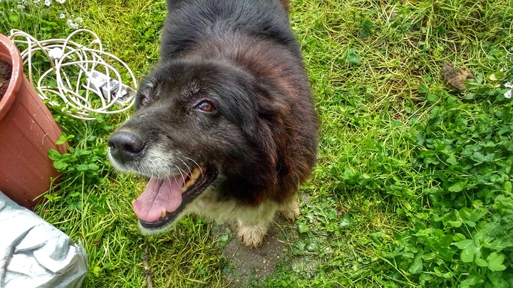 Bulgarian dog