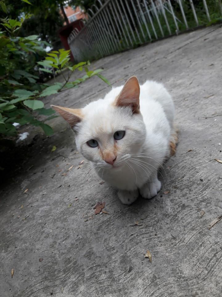 Cat white
