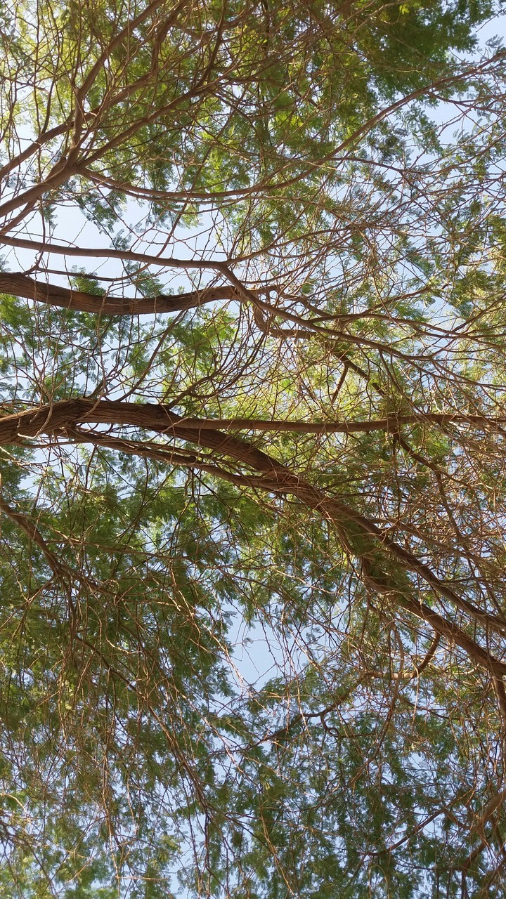 herb+sky