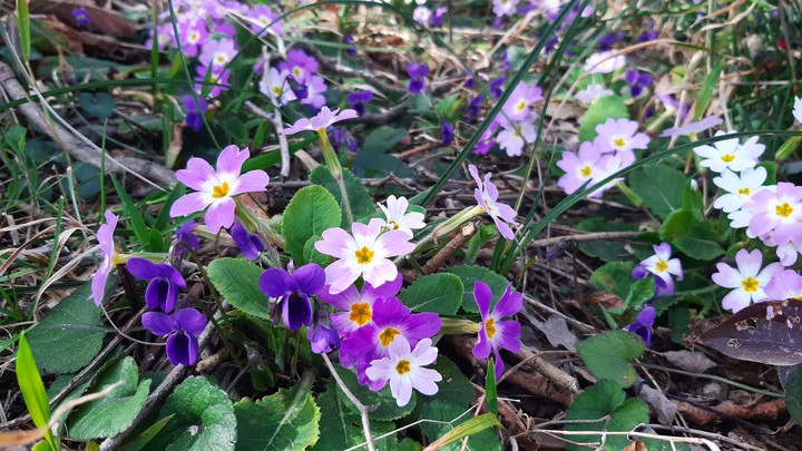 flawrs