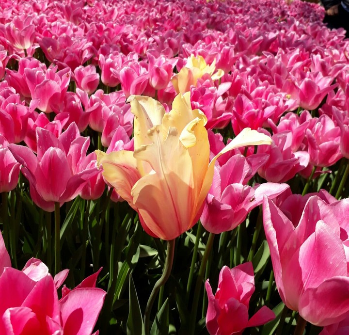 Alone flower