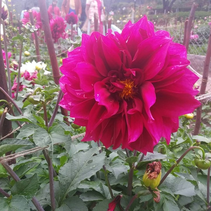 flower