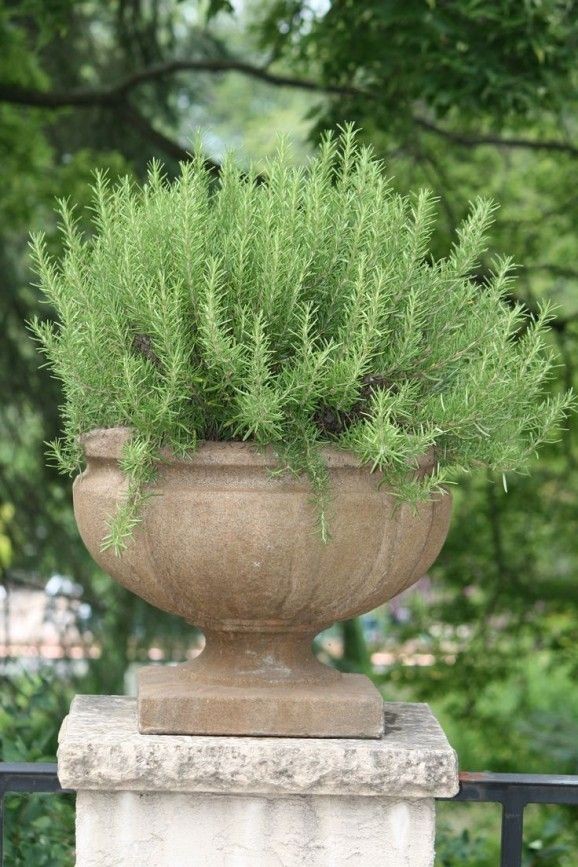 Rosemary