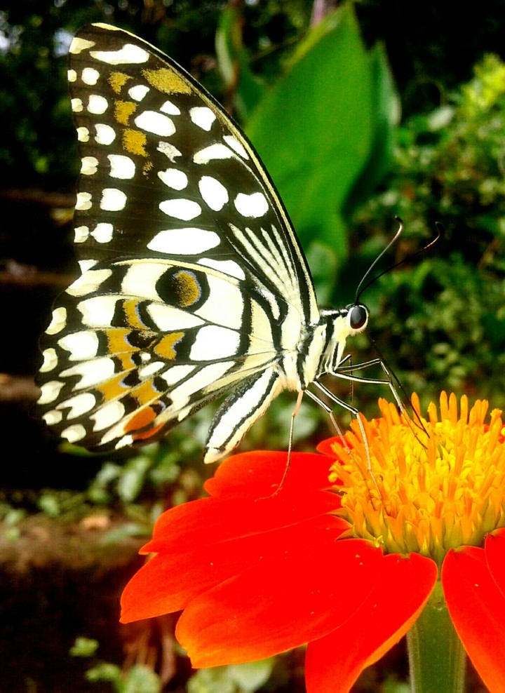 butterfly