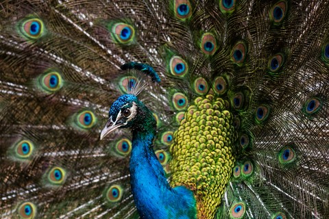 bird, vertebrate壁纸