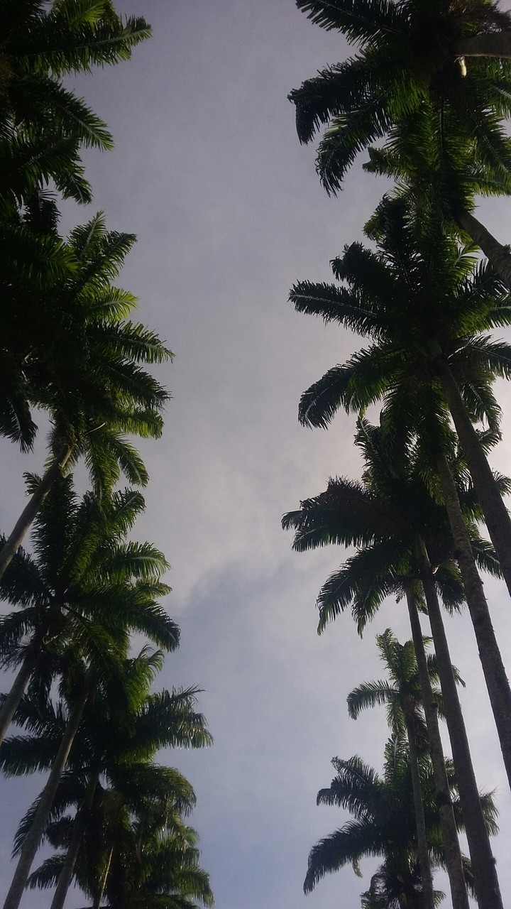 Jardim Botânico do Rio de Janeiro