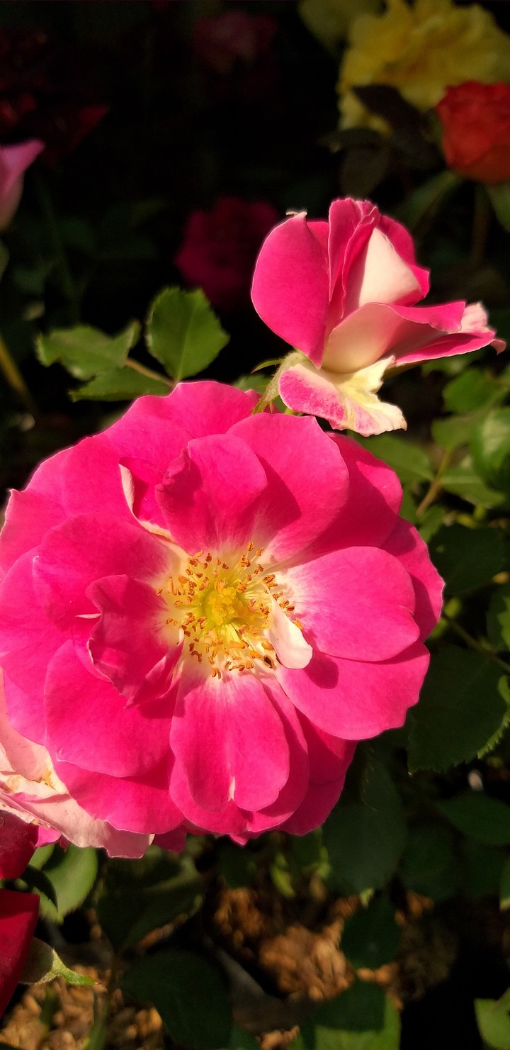 Rose