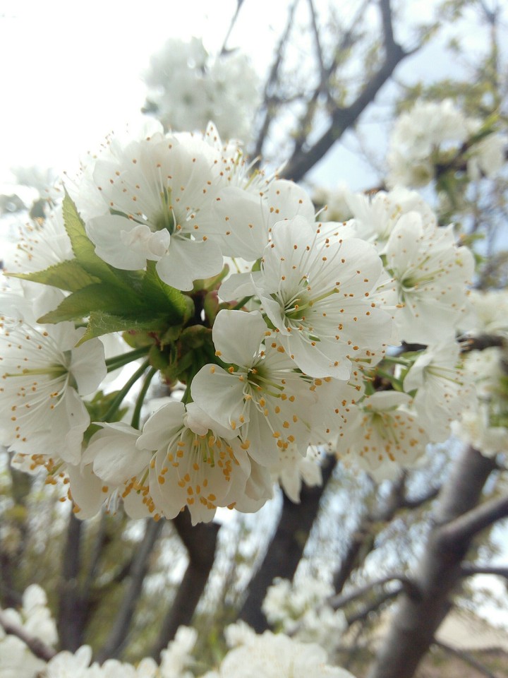 spring cherry flower