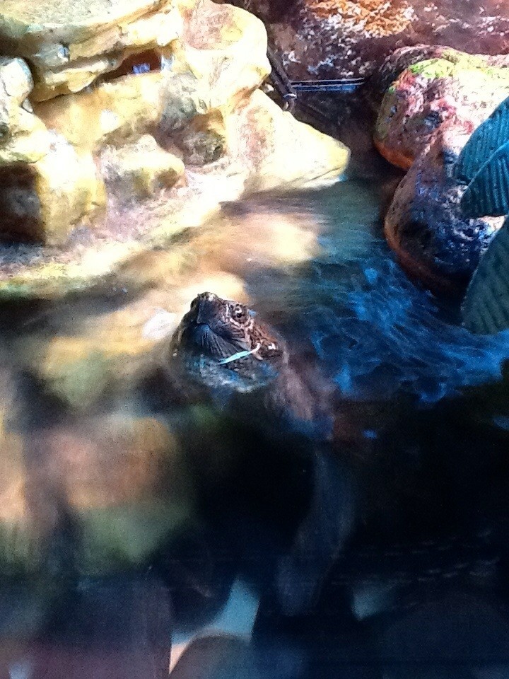 common snapping turtle