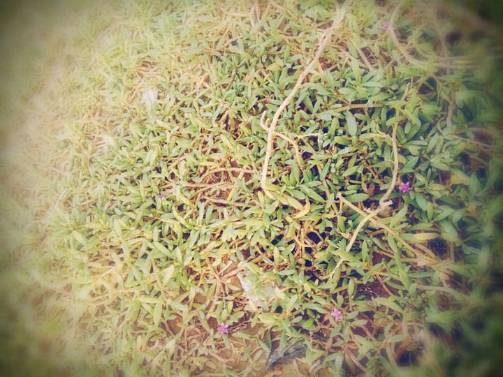 old grass in ugly city