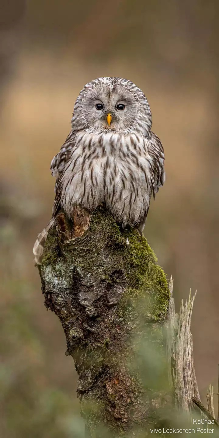 Baby Owl