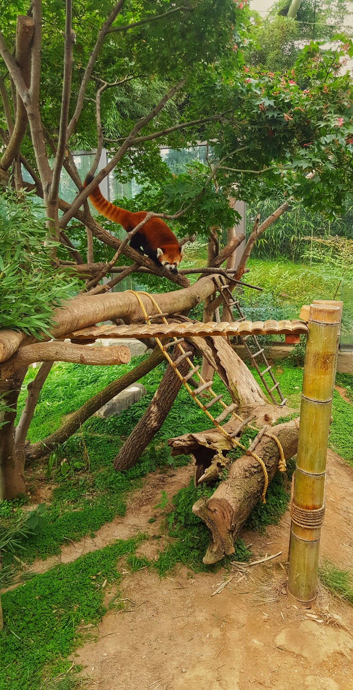 lesser panda