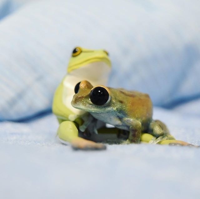 Frog