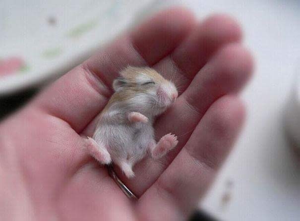 baby hamster