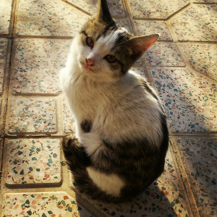 the little kitten