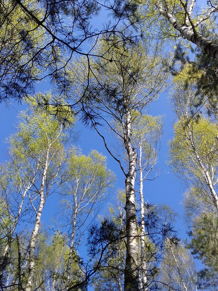 las