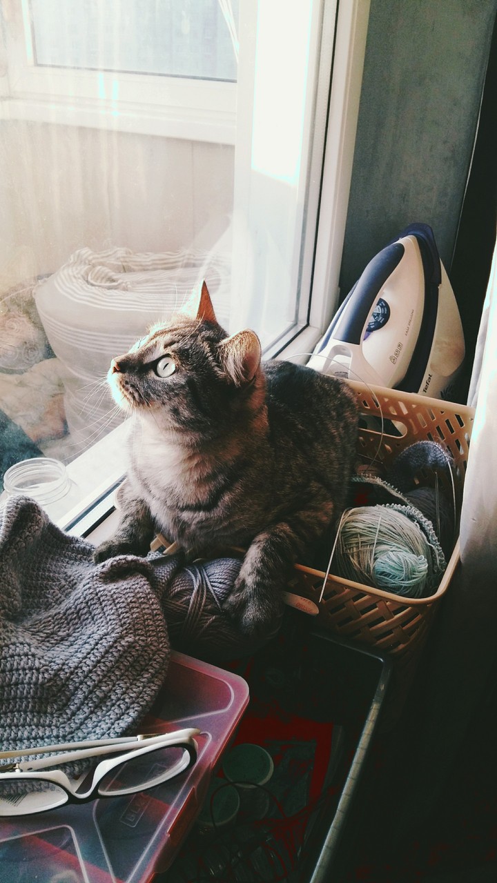 Птичка