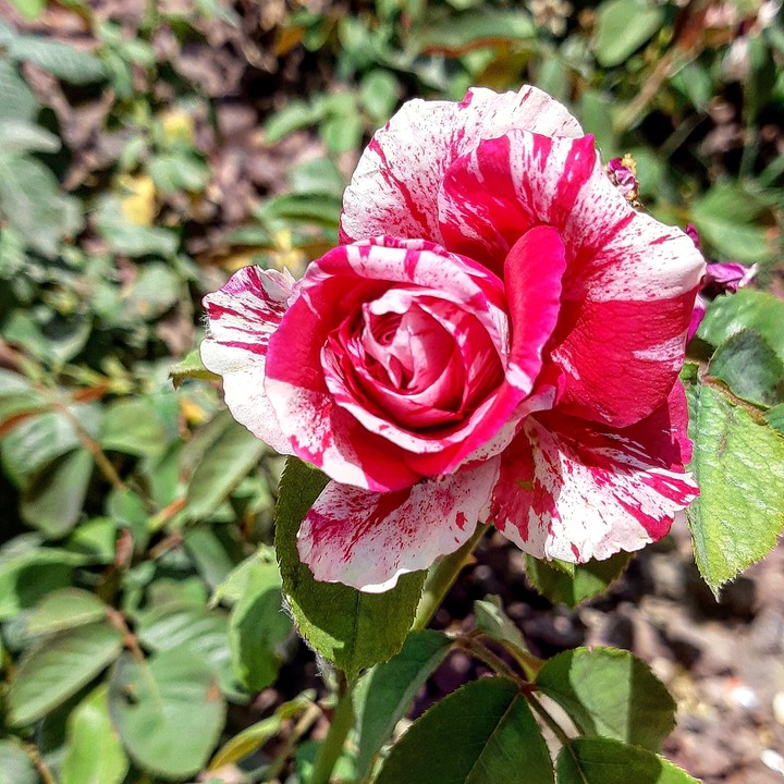 beautiful rose