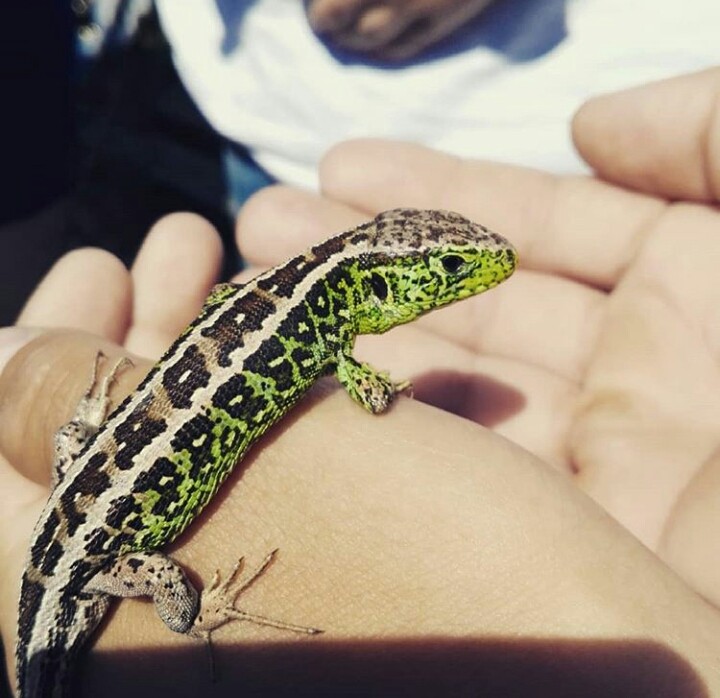 lizard