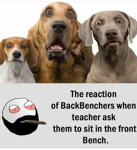 Back bencher