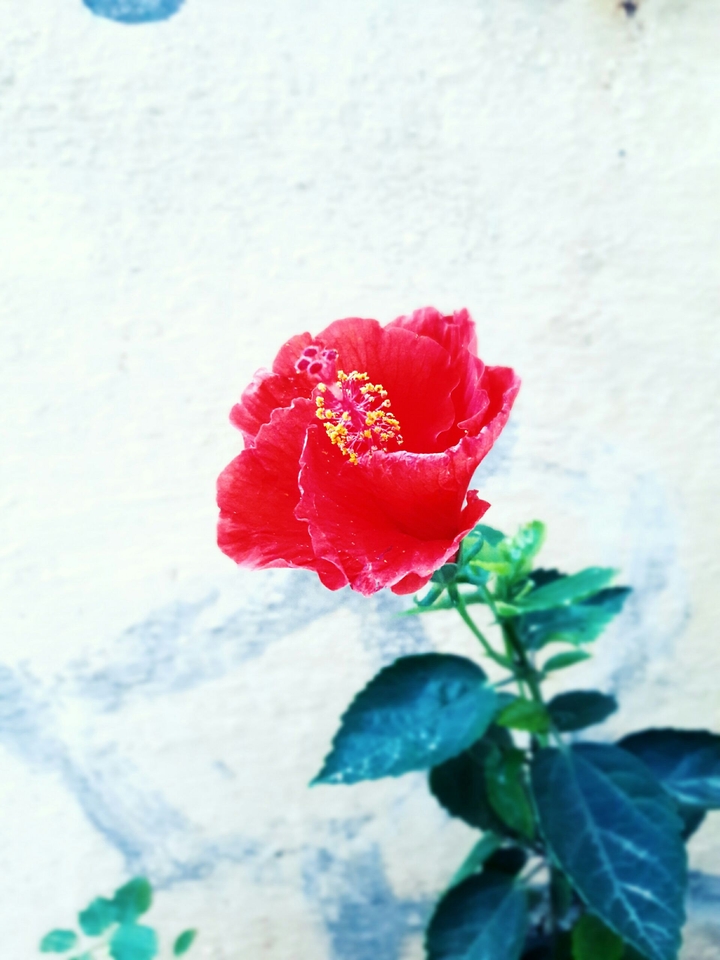 Wonderful Red