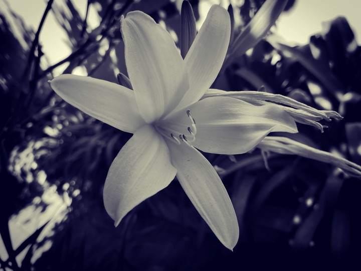 Garden beauty