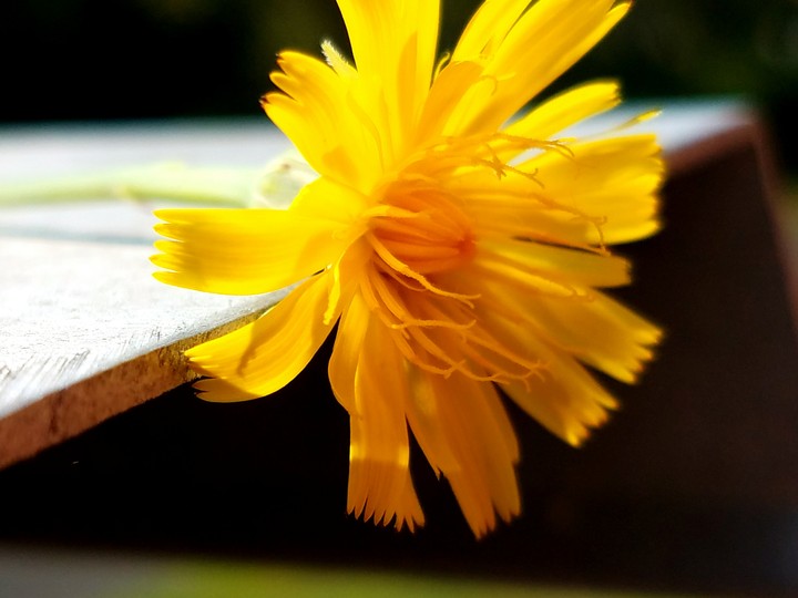 Yellow Flower