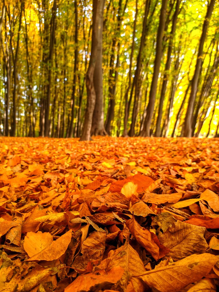 autumn vibes