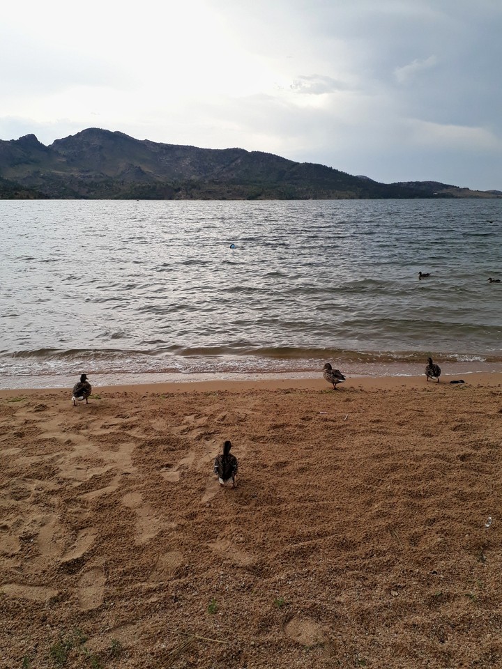 duck