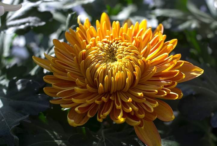 ღ✿◠‿◠✿ღ