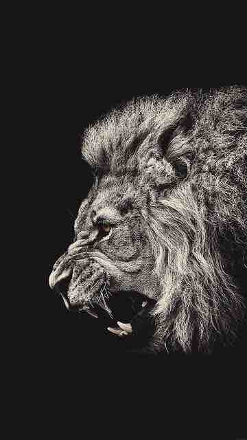 Animal / lion / predator